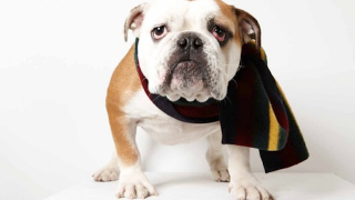 Illustration for article titled Adorable Adoptable Animals in Accessories Will Make Your Eyes Leak